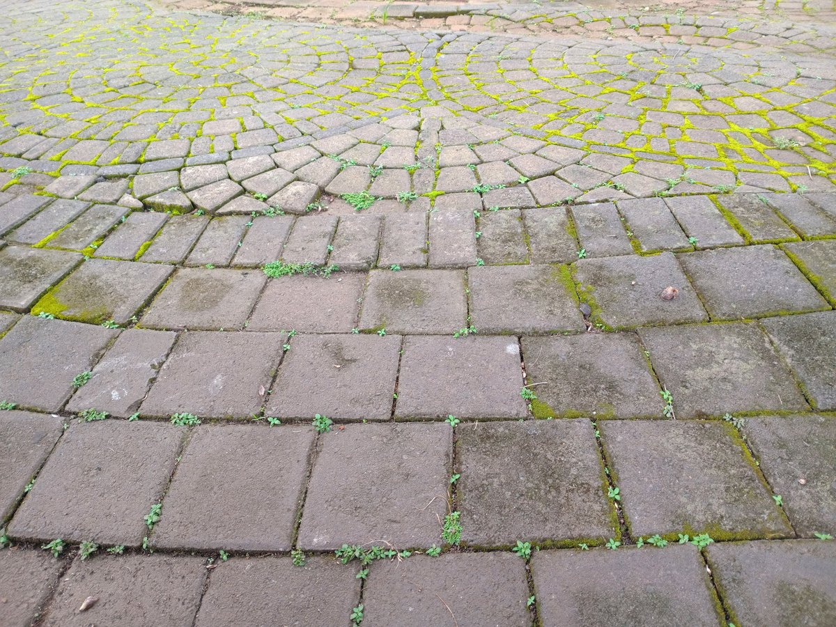 Paver joints with failed sand showing weeds and dark hollow gaps in Marion County driveway