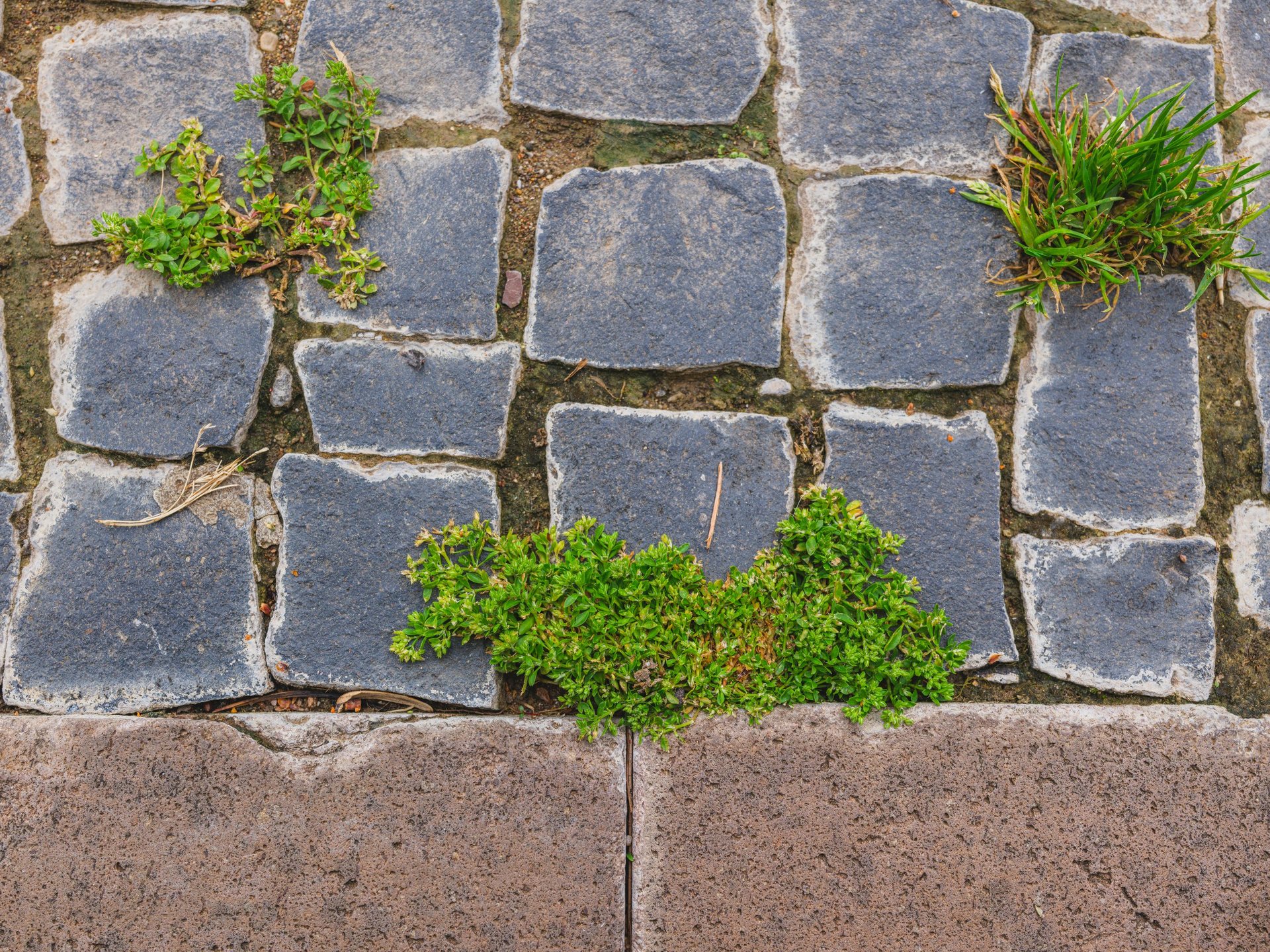 Wild grass and weeds sprouting through paver joints showing the problem homeowners face in Marion County FL